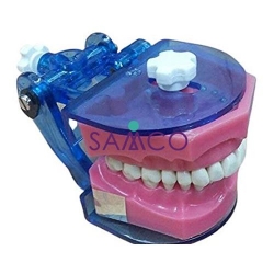 Dental Set Jaw Teeth